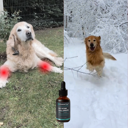 Furever Plus Pet Stem Cell Drops